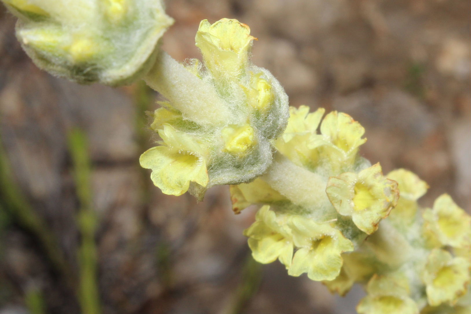 Stachys italica (=Sideritis italica) / Stregonia siciliana